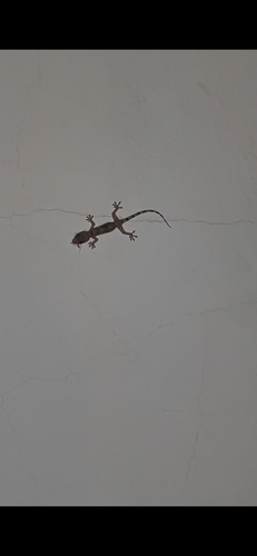 Tropical House Gecko