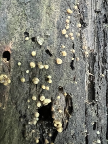 Helicogloea compressa