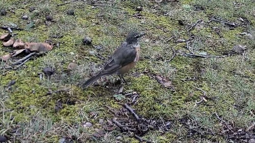 American Robin