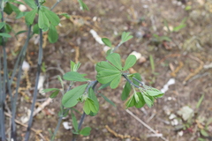 Baptisia tinctoria