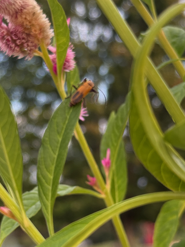Goldenrod Soldier Beetle