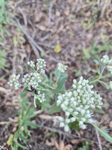 late boneset