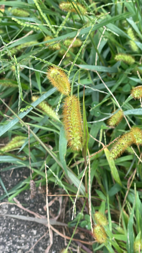 yellow foxtail
