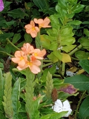 Crossandra