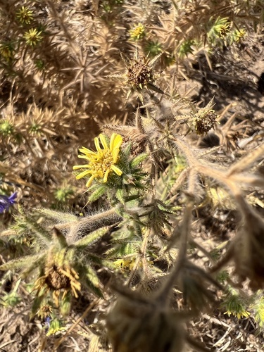 Fitch's tarweed