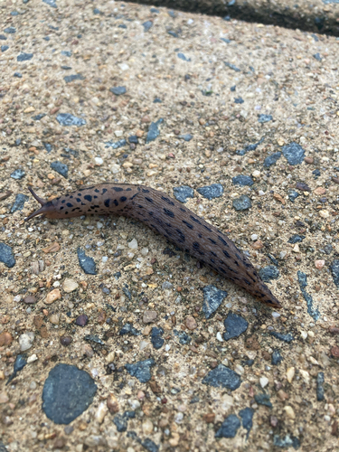 Leopard Slug