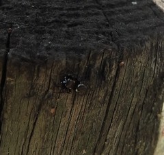 Metaphidippus manni