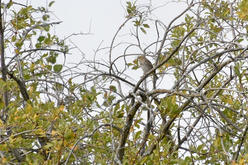 Savannah Sparrow