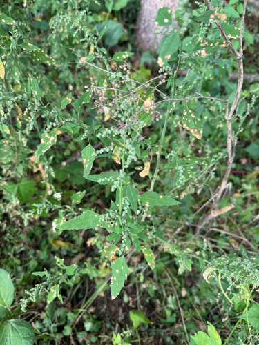 Chenopodium album, photograph 4