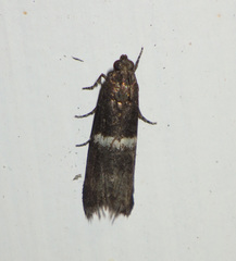 Elegia similella