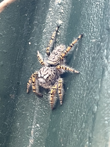 High Eyelashed Jumping Spider