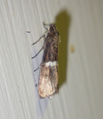 Elegia similella