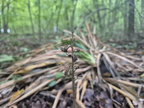 bird's-nest orchid
