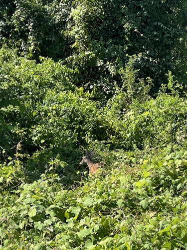 White-tailed Deer