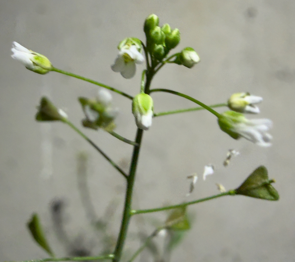 Capsella bursa-pastoris; photograph (c) Pyry Liedes, some rights reserved (CC BY)