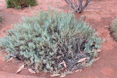 Scaevola collaris