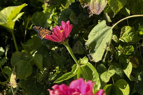 Monarch