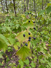 Viburnum acerifolium, photograph (c) Shanze Yoell, some rights reserved (CC BY)