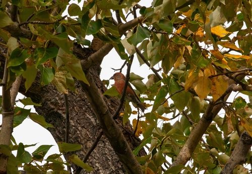 Red Crossbill