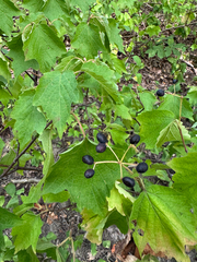 Viburnum acerifolium, photograph (c) Shanze Yoell, some rights reserved (CC BY)
