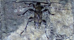 Graphisurus fasciatus