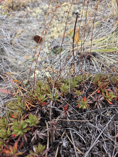 Saxifraga tricuspidata, photograph 2