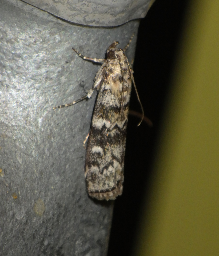 Spruce Knot-horn