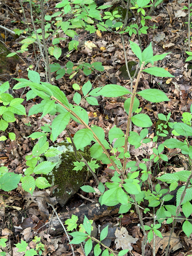 winged euonymus