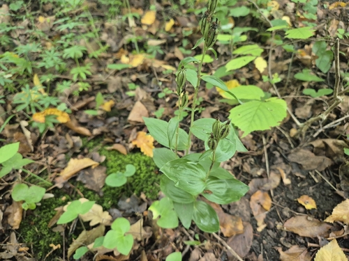 white helleborine