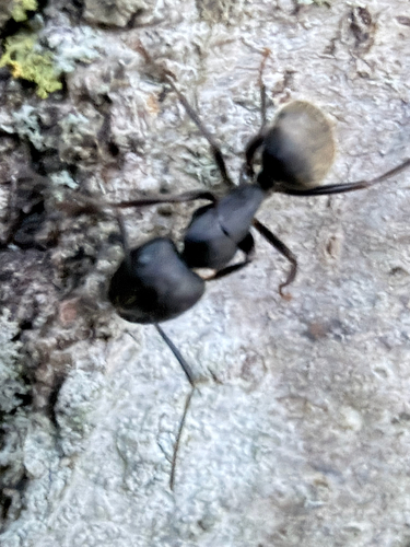 Eastern Black Carpenter Ant