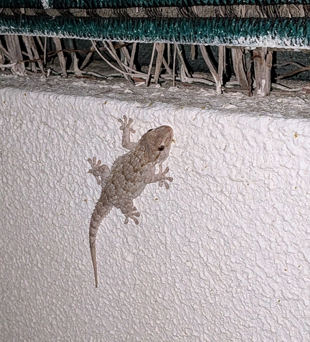 Moorish Gecko