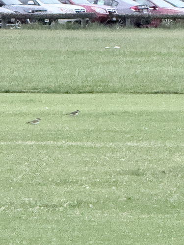 Killdeer