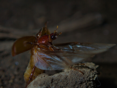 Pacuvia castanea