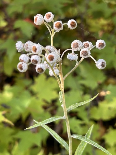 pearly everlasting