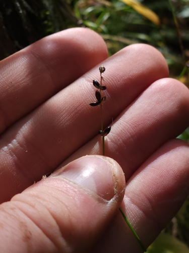 Carex disperma, 2026-09-21
