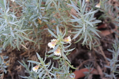 Scaevola collaris