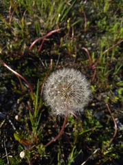 Taraxacum officinale