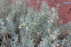 Scaevola collaris