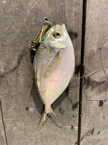 Butterfish