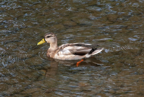 Mallard