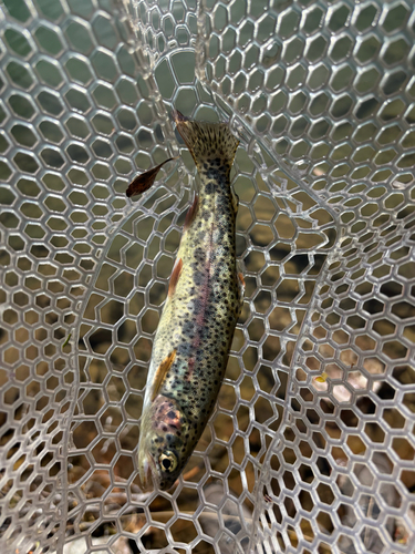 Rainbow Trout
