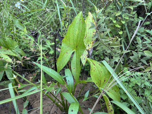 Appalachian Arrowhead