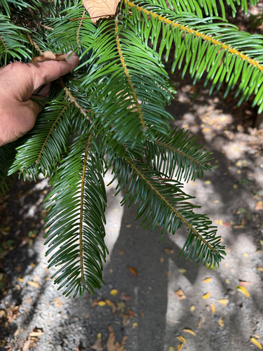 Abies grandis, photograph 6