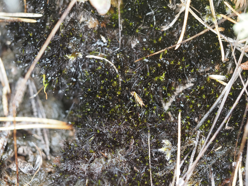 Campylopus atrovirens observed 2026-09-20