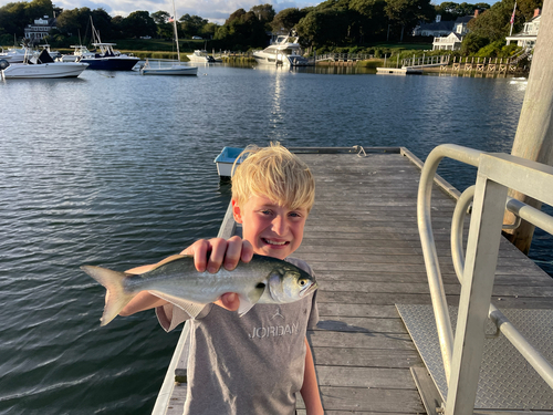 Bluefish