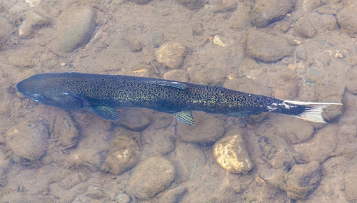 Chinook Salmon