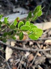 Acacia hispidula