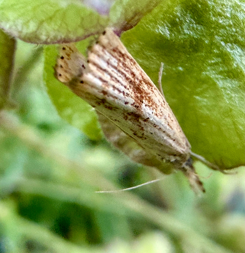 Lesser Vagabond Sod Webworm Moth