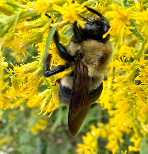 Eastern Carpenter Bee