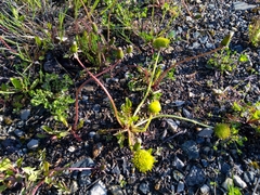 Taraxacum officinale